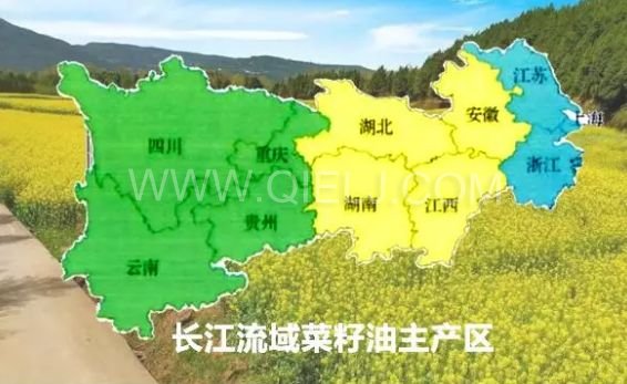 濃香菜籽油成套設備，企鵝糧油機械品質出眾(圖1)